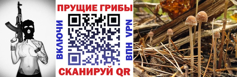 блэк спрут онион  цена   Пучеж  Галлюциногенные грибы прущие грибы 